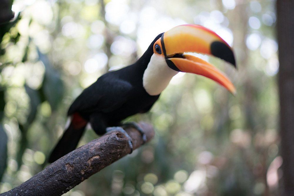 A toucan with a large beak is perched on a tree branch