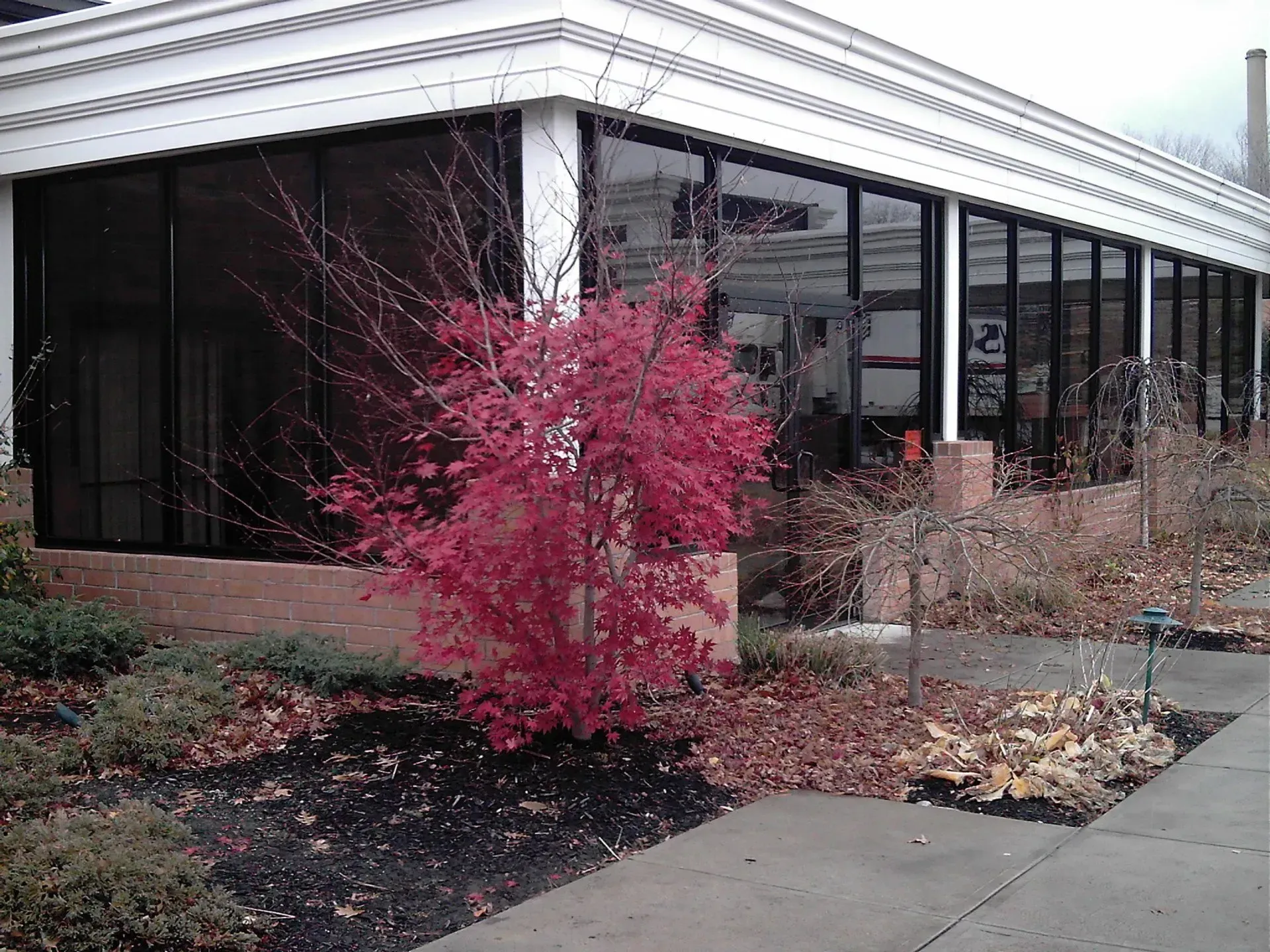 Building with large windows, red-leaved bush in front. Brown mulch and sidewalk.