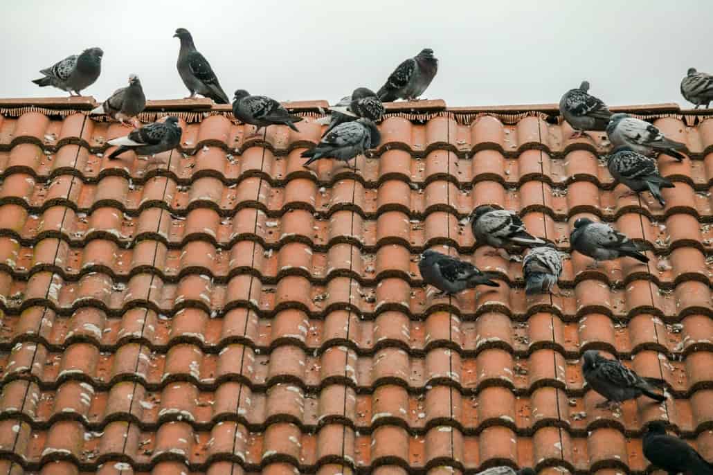 pigeons roosting problem