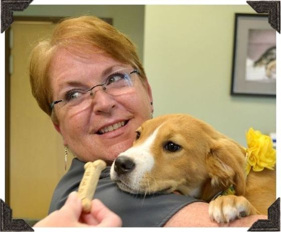 female veterinary technician holding corgi