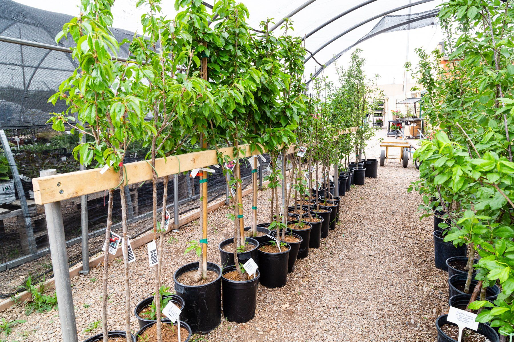 Colorado Trees & Shrubs