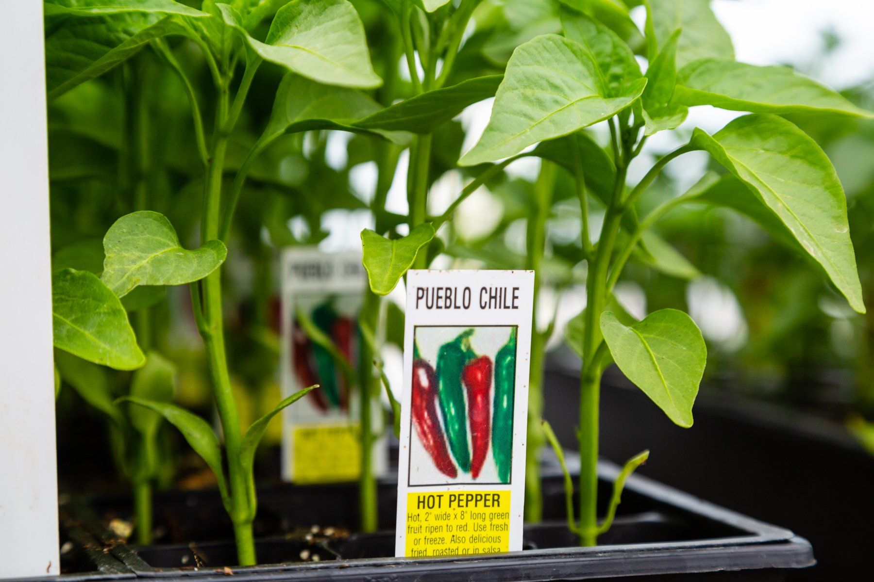 Colorado Veggies & Flower Plants