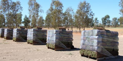 New product at Sunraysia turf suppliers