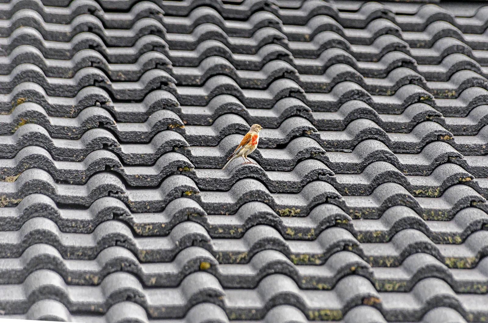 A small bird with orange and brown feathers perches on a gray tiled roof.