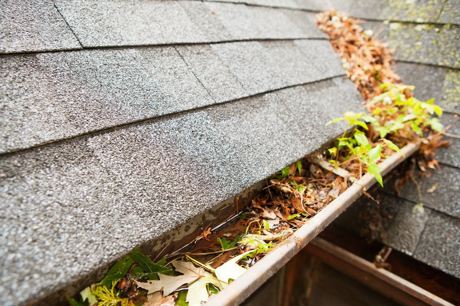 A close-up shows a roof gutter filled with leaves and debris, near a roof with gray shingles.