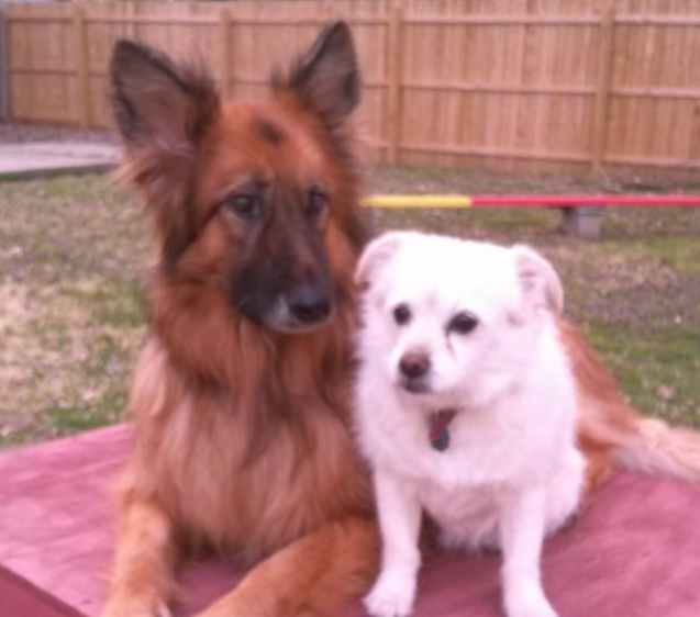 Sue's German Shepherd, Leah and a small white dog lay together on a red blanked outside