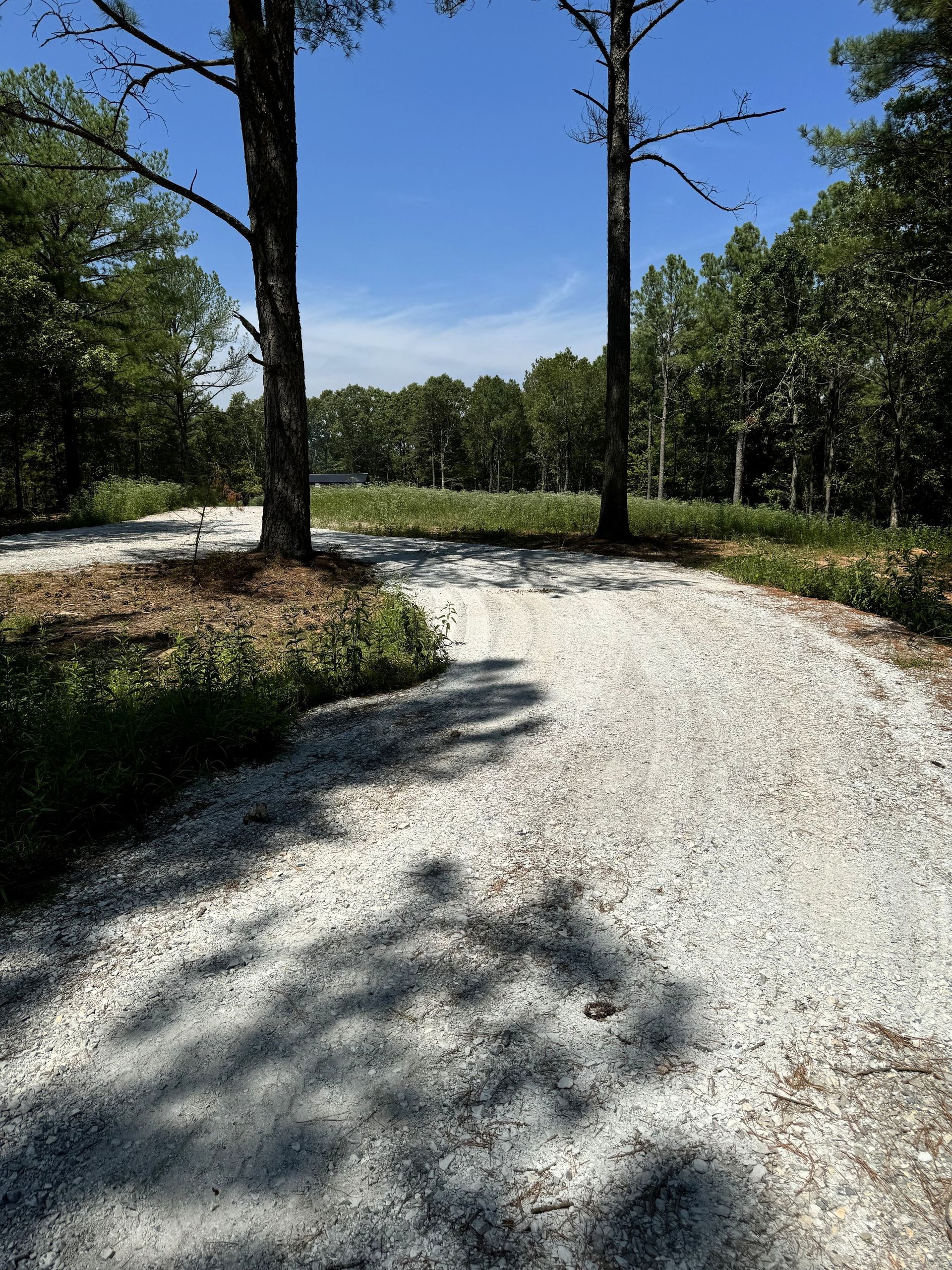 Gravel driveway under tall trees, leading into a sunny, wooded area.