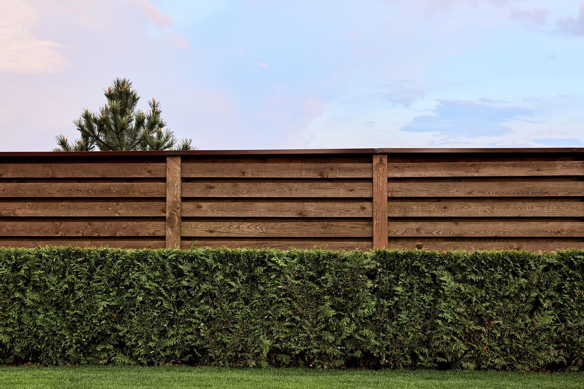 Wooden fence and green hedge against a blue and pink sky with a pine tree visible.