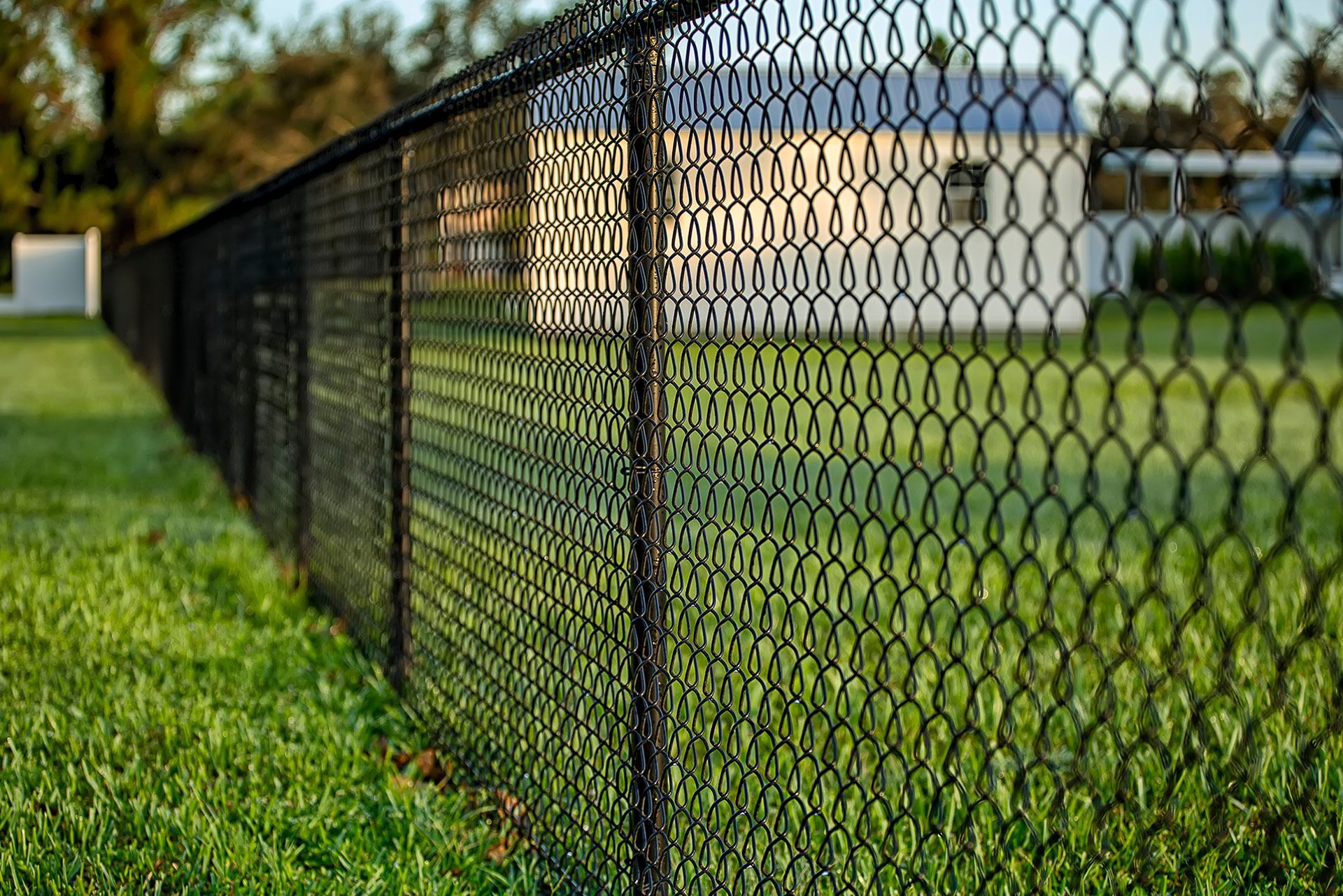 Black chain-link fence in green grass, with a white house in the background.