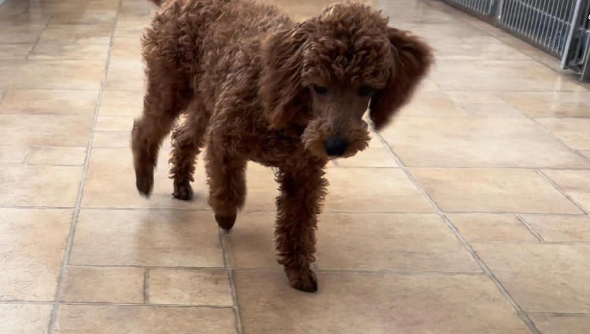 A brown poodle is standing on a tiled floor.