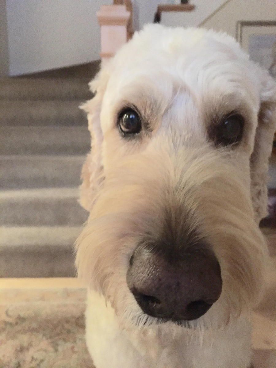 A close up of a dog 's face with stairs in the background.