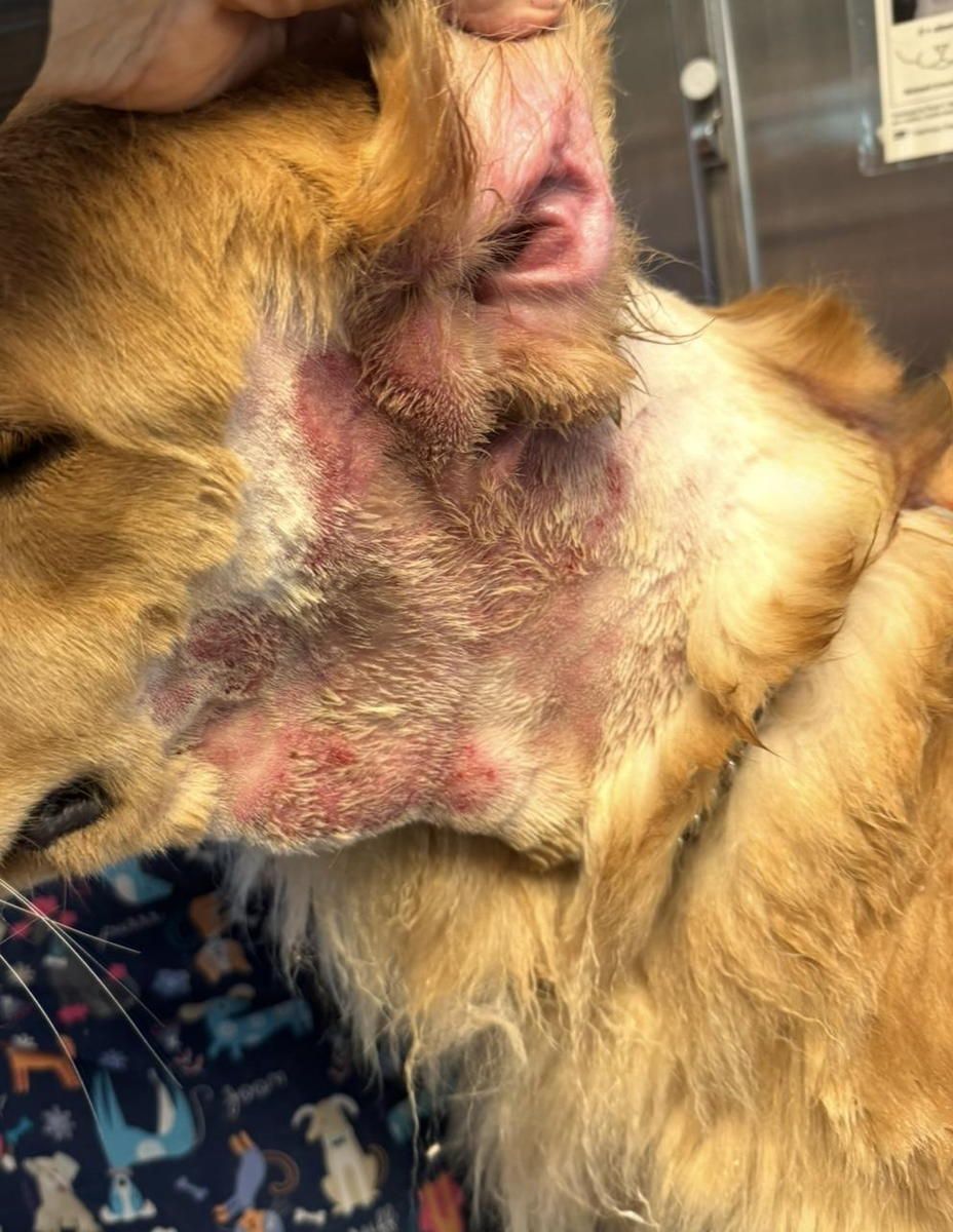 A close up of a dog 's face with a rash on it.