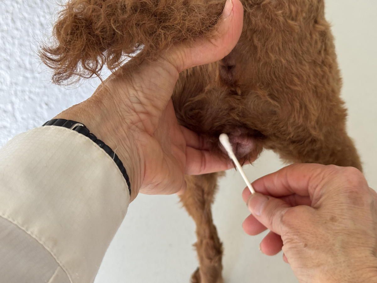 A person is cleaning a dog 's ear with a cotton swab