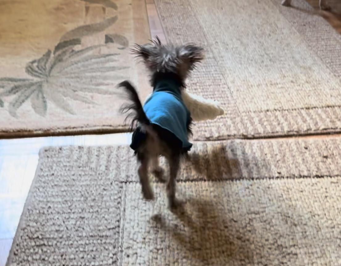 A small dog wearing a blue jacket is standing on a rug.
