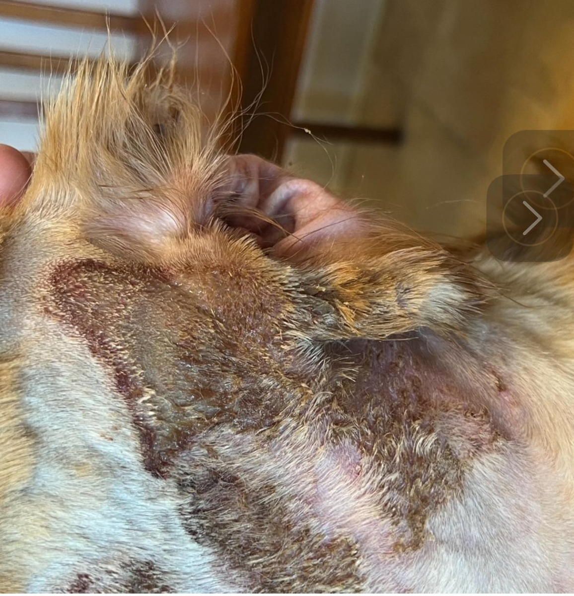 A close up of a dog 's face with a rash on it.