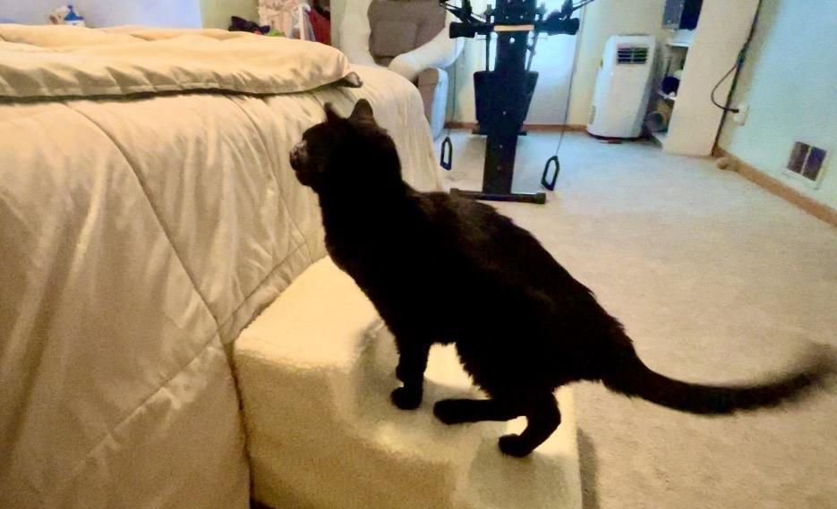 A black cat is standing on a white step next to a bed.