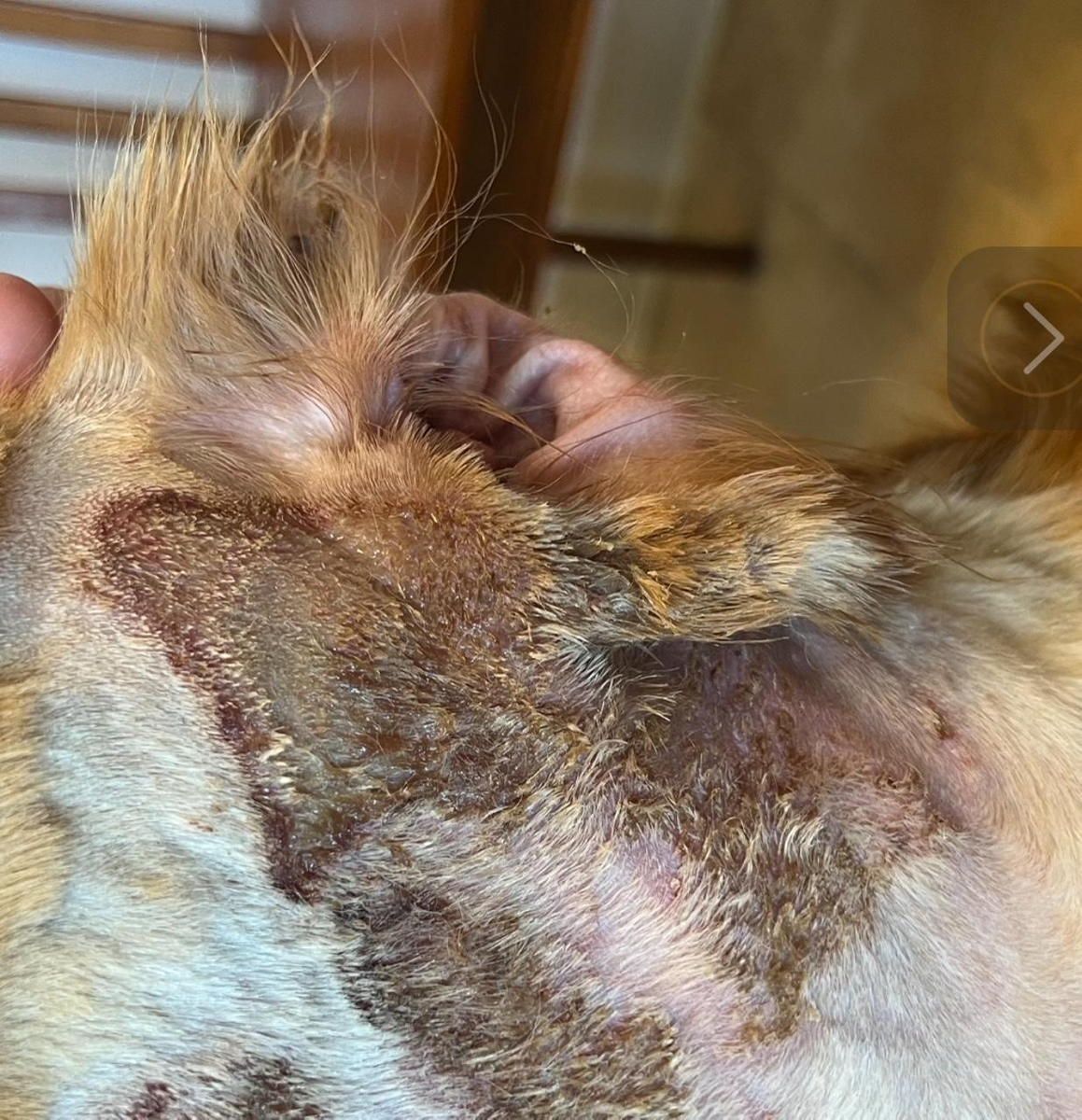 A close up of a dog 's ear with a lot of hair on it.