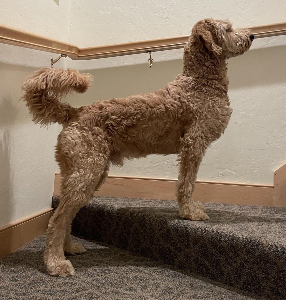 A brown dog is standing on a set of stairs