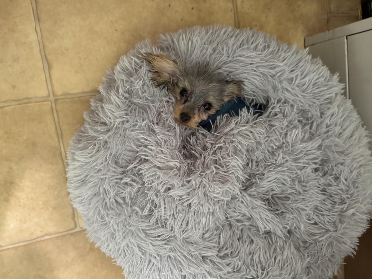 A small dog is laying in a fluffy dog bed.