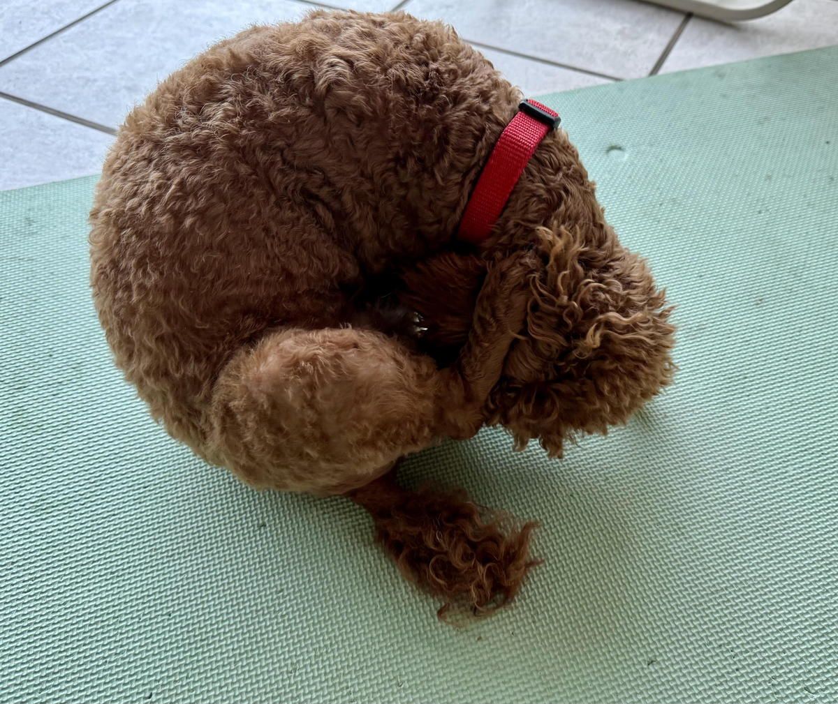 A brown dog with a red collar is curled up on a yoga mat