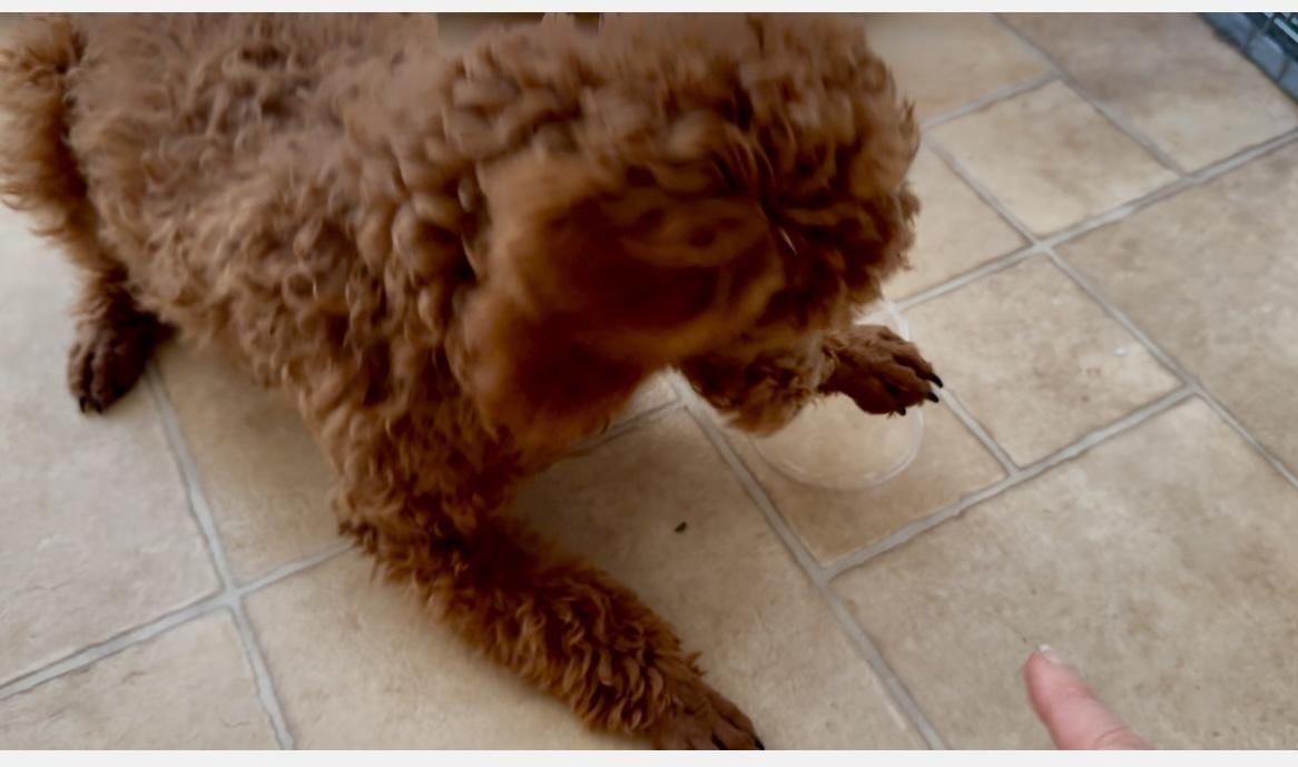 A small brown dog is playing with a person 's finger on a tiled floor.