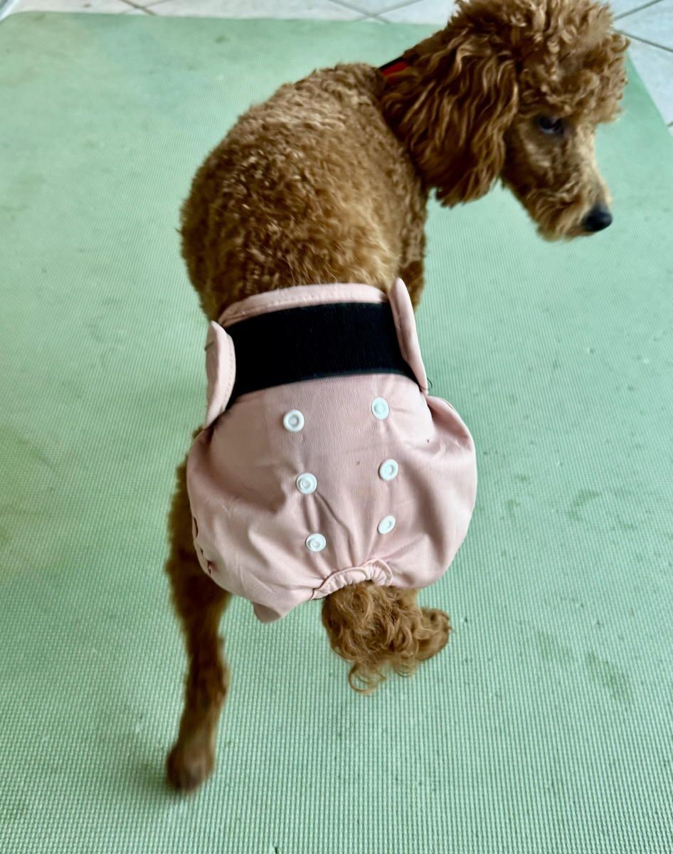 A brown poodle wearing a pink diaper is standing on a green mat.