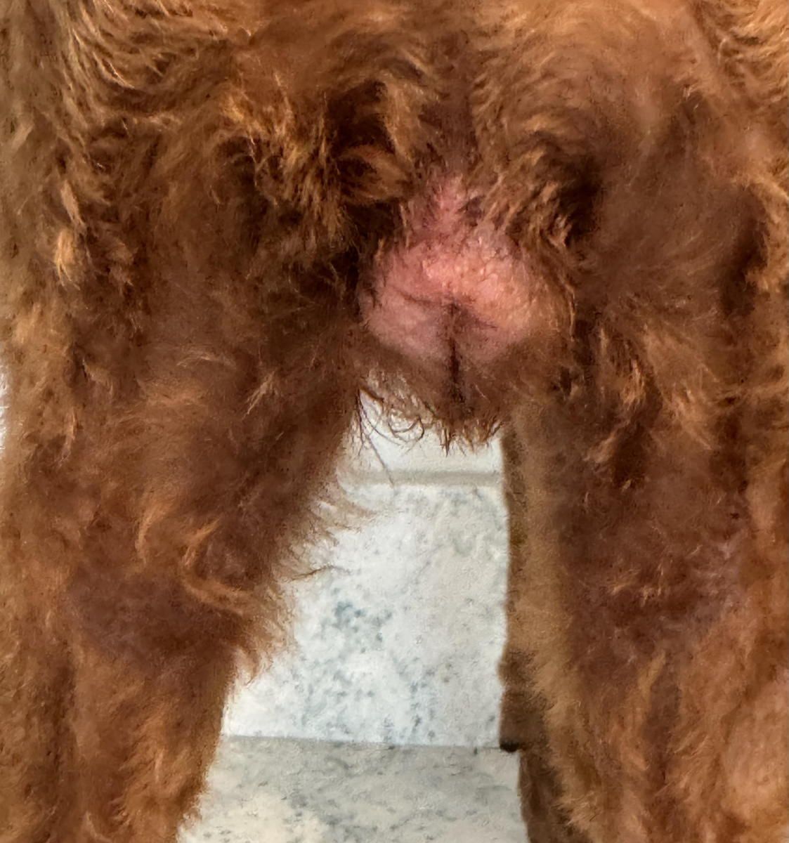 A close up of a brown dog standing on a tiled floor.