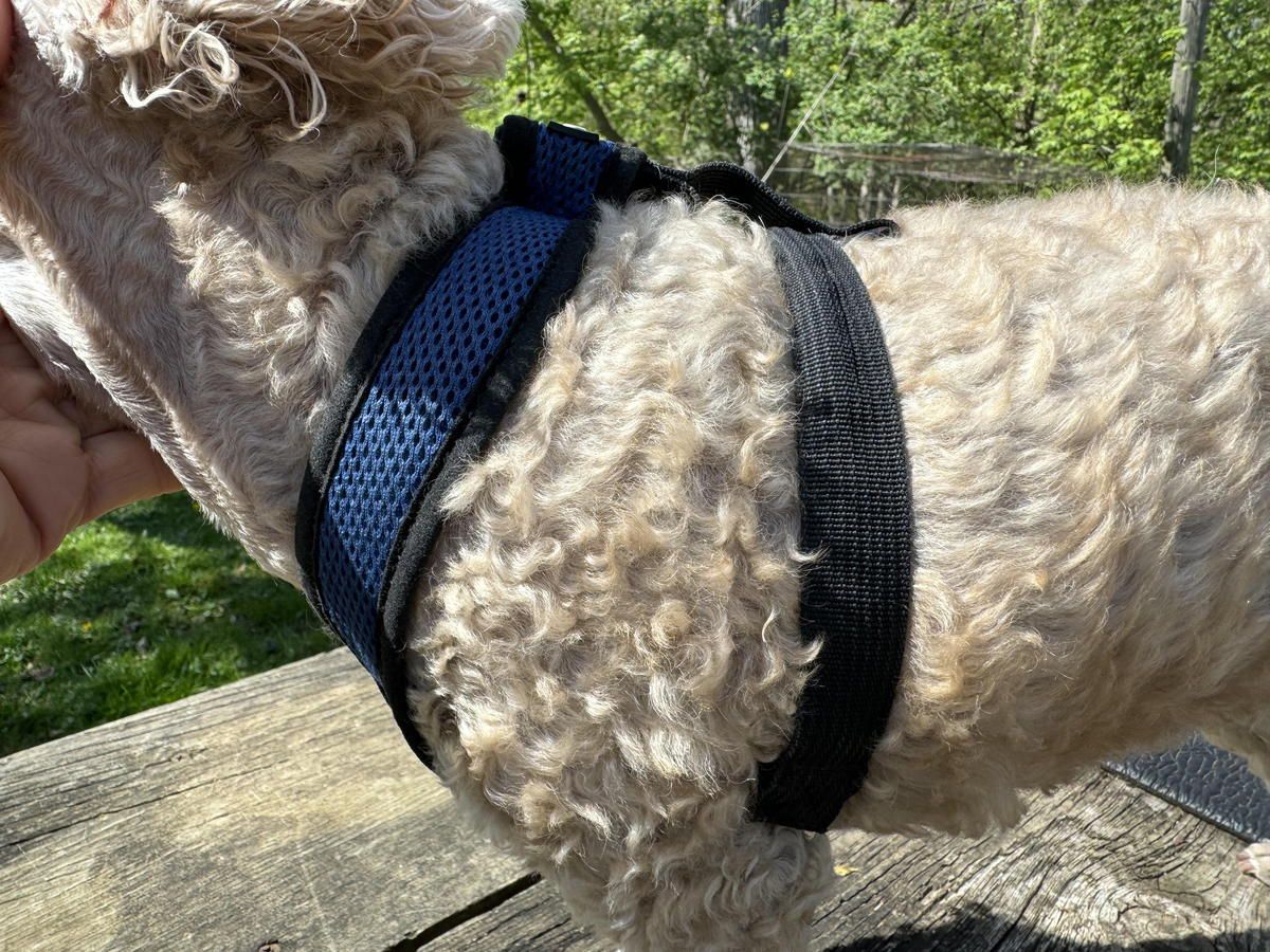 A close up of a dog wearing a blue harness.