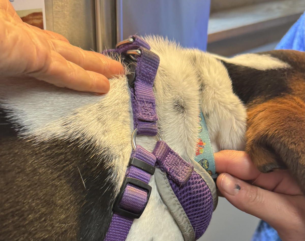 A person is petting a brown and white dog wearing a purple harness.