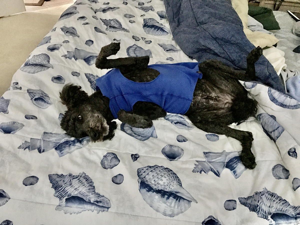 A dog wearing a blue shirt is laying on its back on a bed