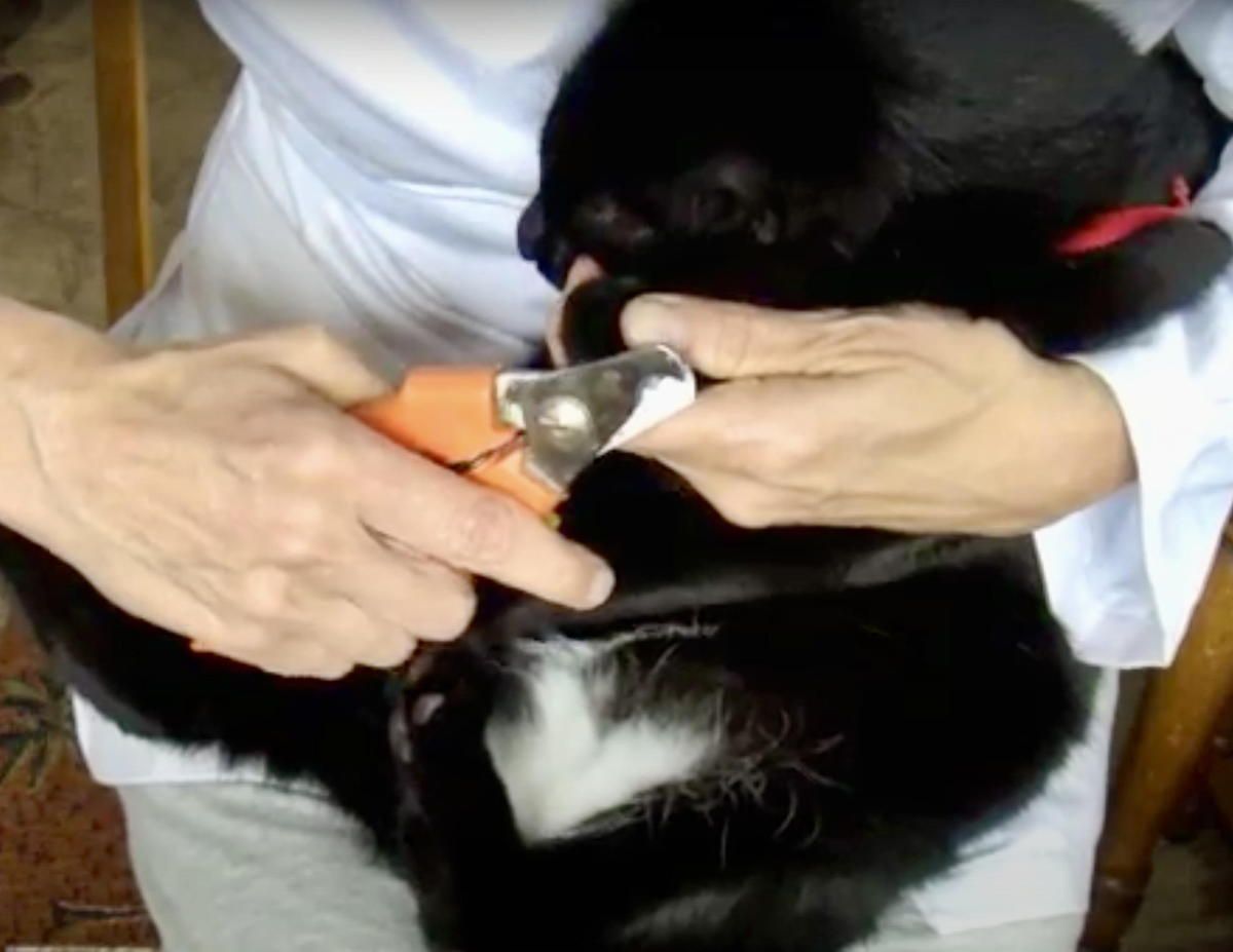 A person is cutting a dog 's nails with a pair of scissors