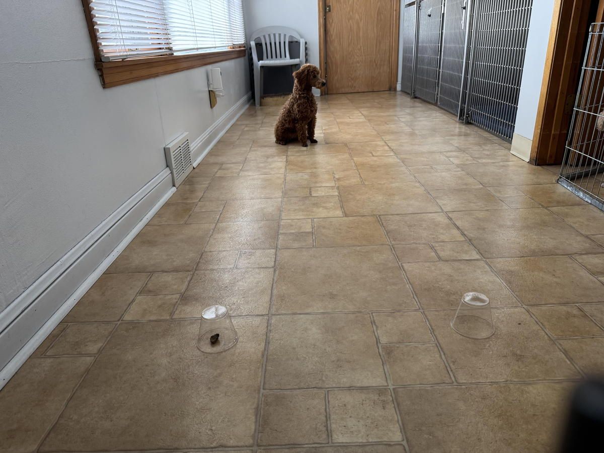 A dog is sitting on a tiled floor in a hallway.