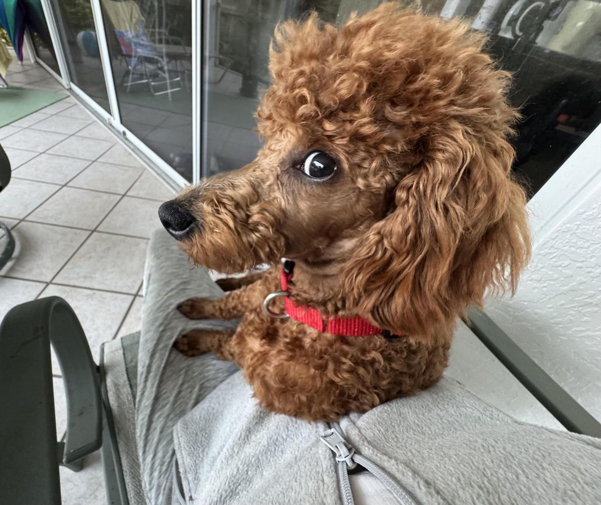A brown poodle with a red collar is sitting on a person 's lap.