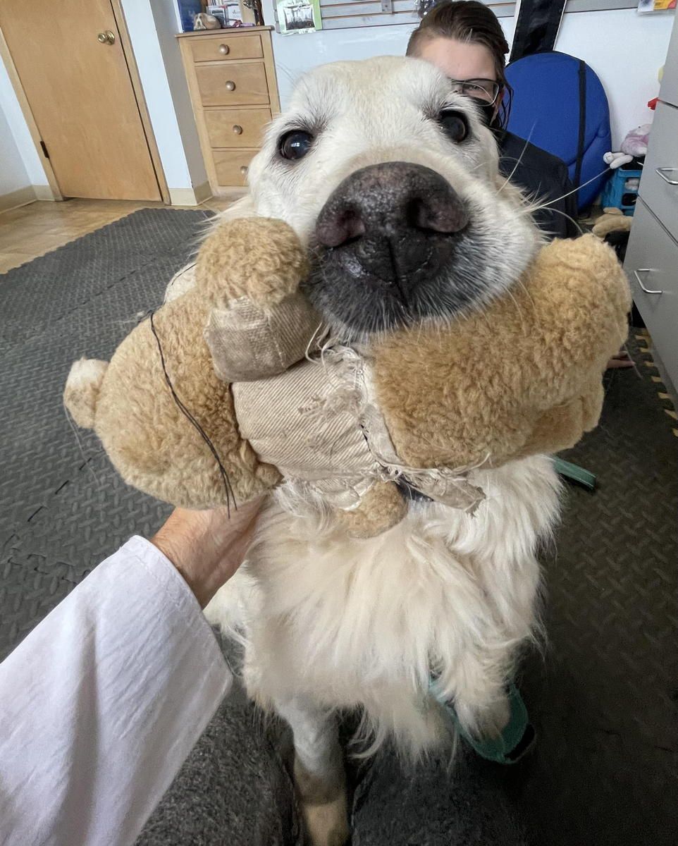A dog is holding a teddy bear in its mouth.