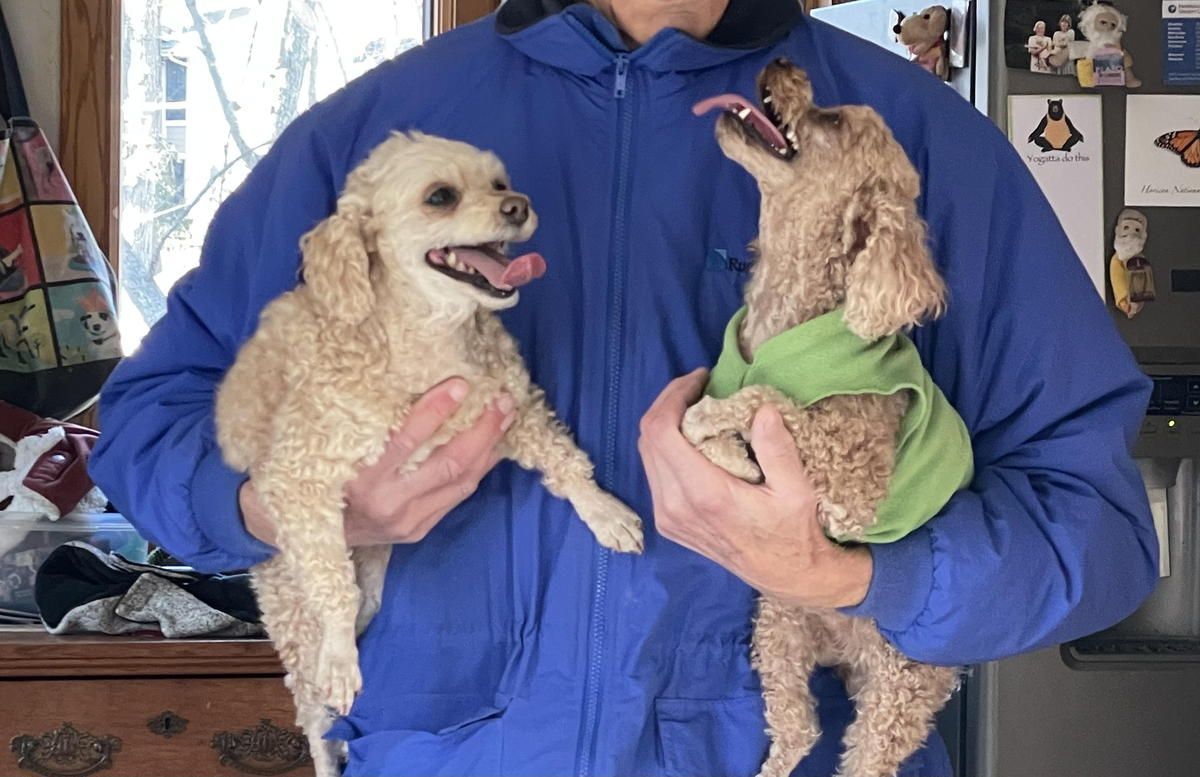 A man in a blue jacket is holding two small dogs