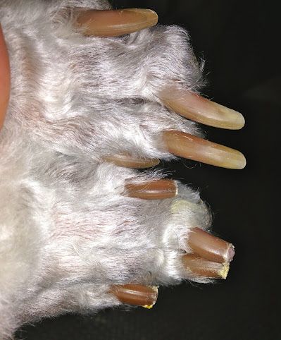 A close up of a dog 's paw with long nails