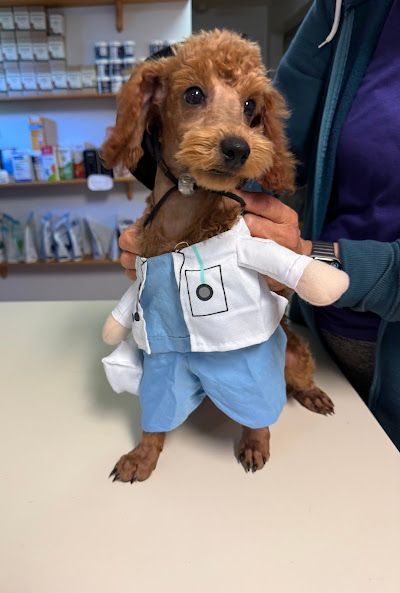 A person is holding a small dog dressed as a doctor.