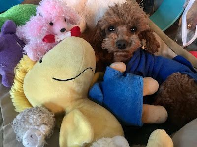 A small brown poodle is sitting in a pile of stuffed animals.