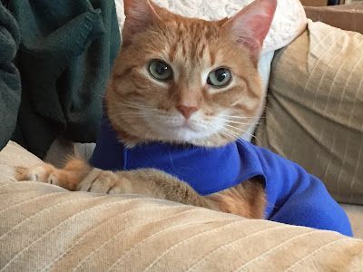 A cat wearing a blue shirt is laying on a couch.