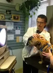 A veterinarian is examining a dog in a veterinary office.