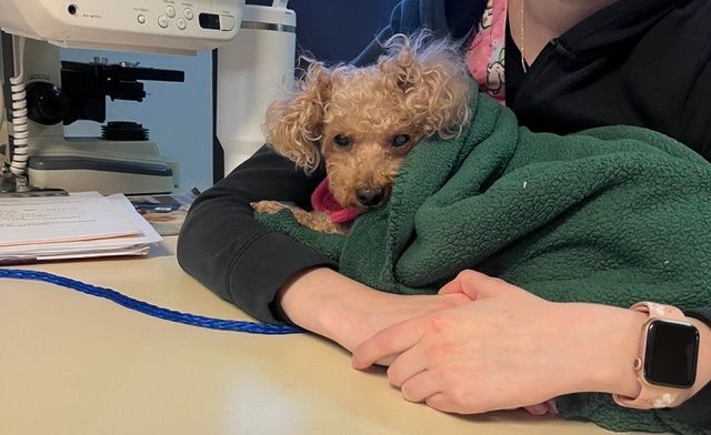 Small curly-haired dog wrapped in a green blanket, sitting on a desk next to a person wearing a blac