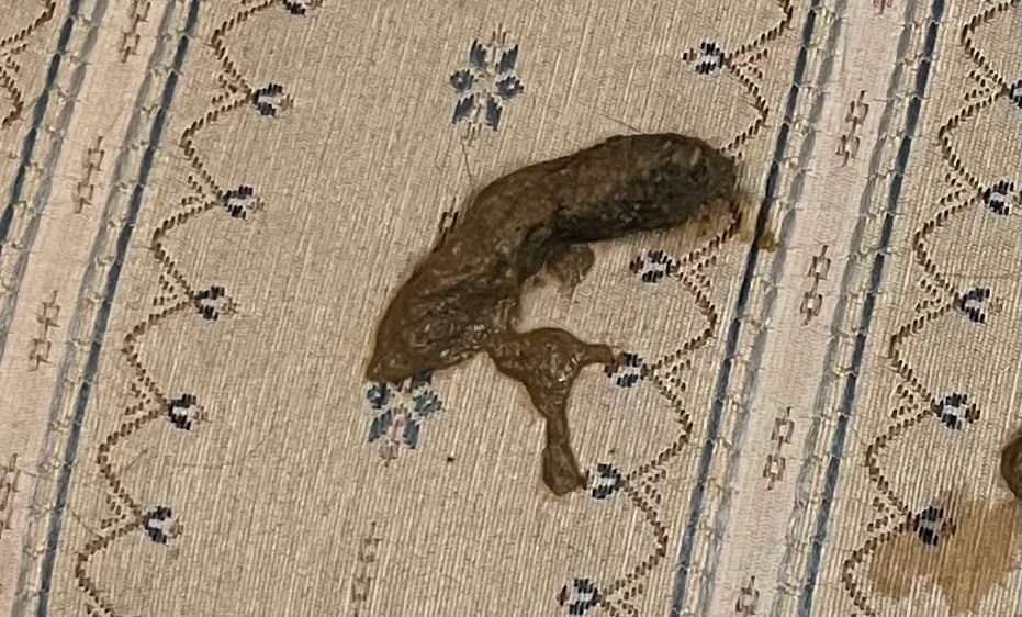 Brown animal stool on a patterned beige and blue rug.
