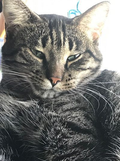 A close up of a cat laying down on a bed.