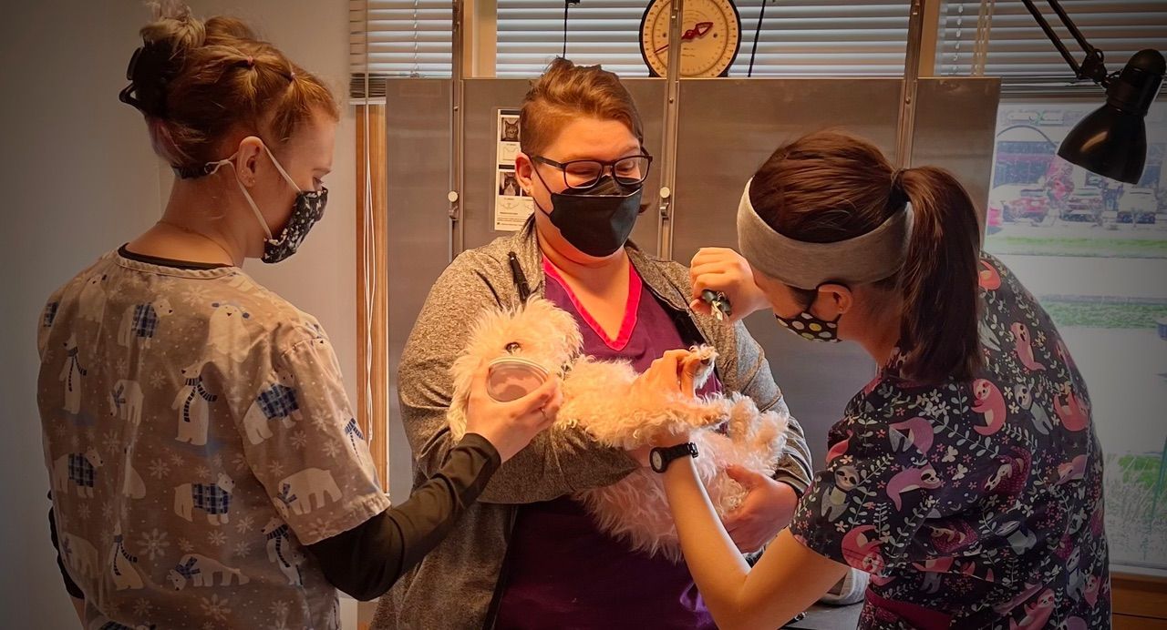 Three people in masks care for a small dog indoors, possibly a vet examination.