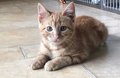 A kitten is laying on the floor and looking at the camera.