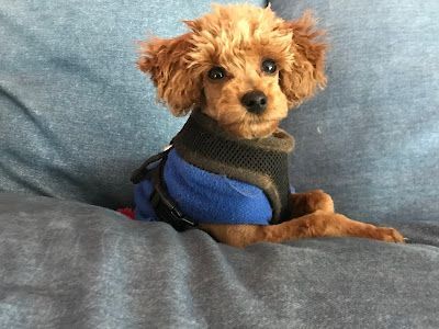 A small brown poodle wearing a blue sweater is sitting on a couch.