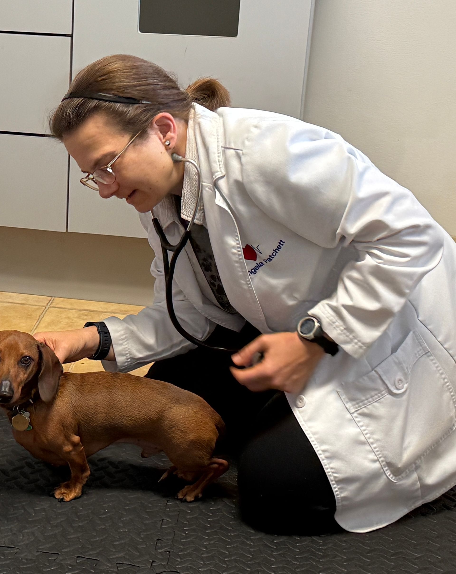 Veterinarian kneeling, examining a dachshund with stethoscope. White coat, glasses.