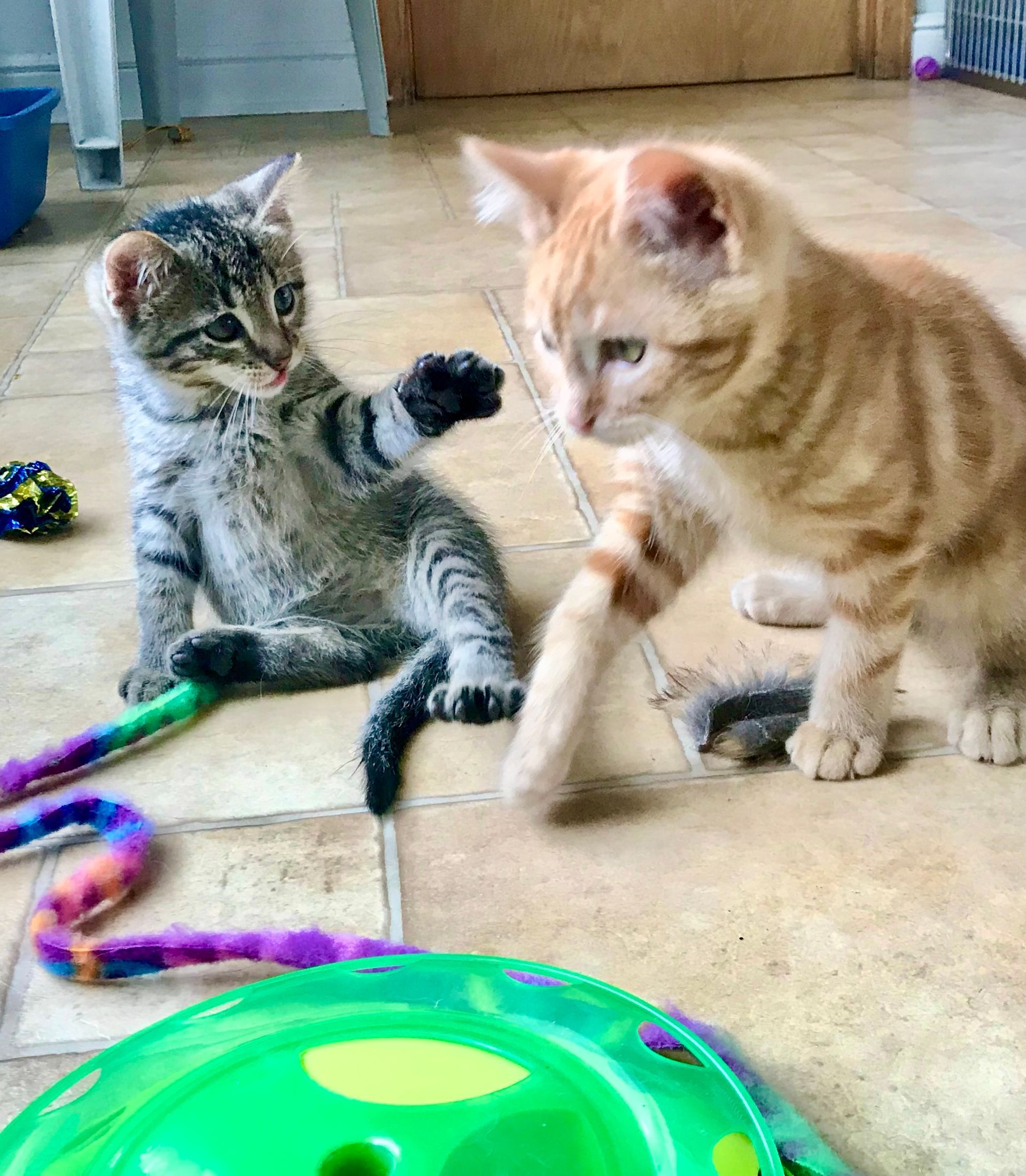 A dog is laying on top of a stuffed leopard