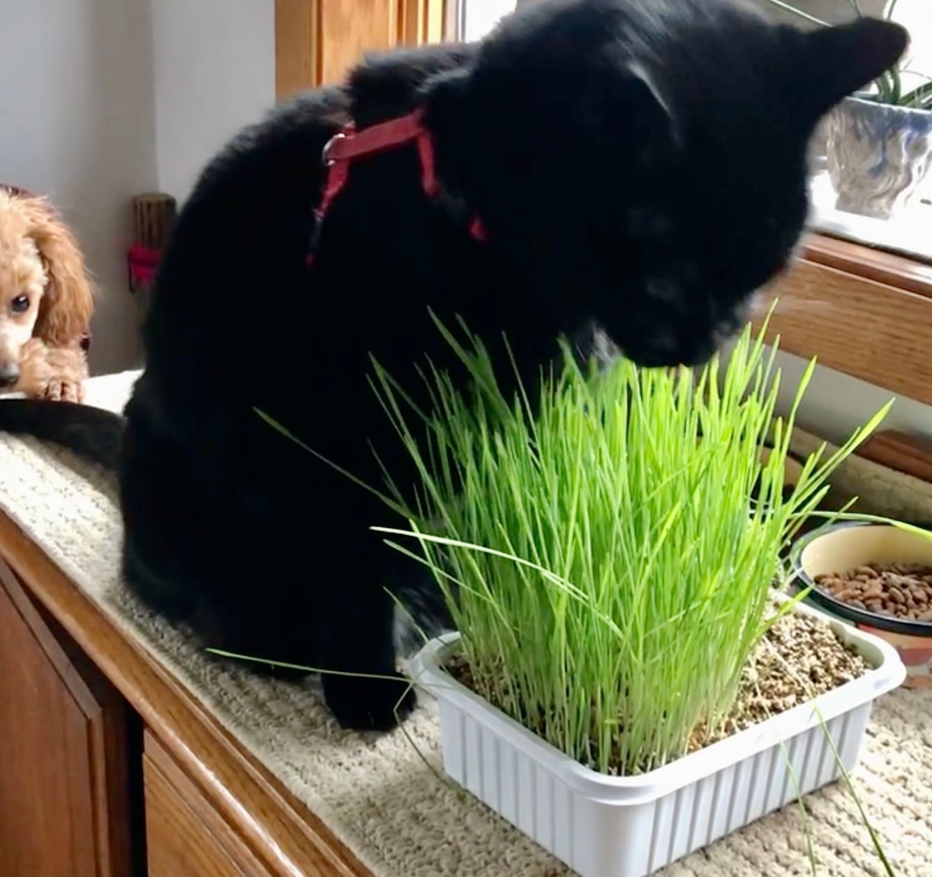A dog and a cat are eating grass from a pot.