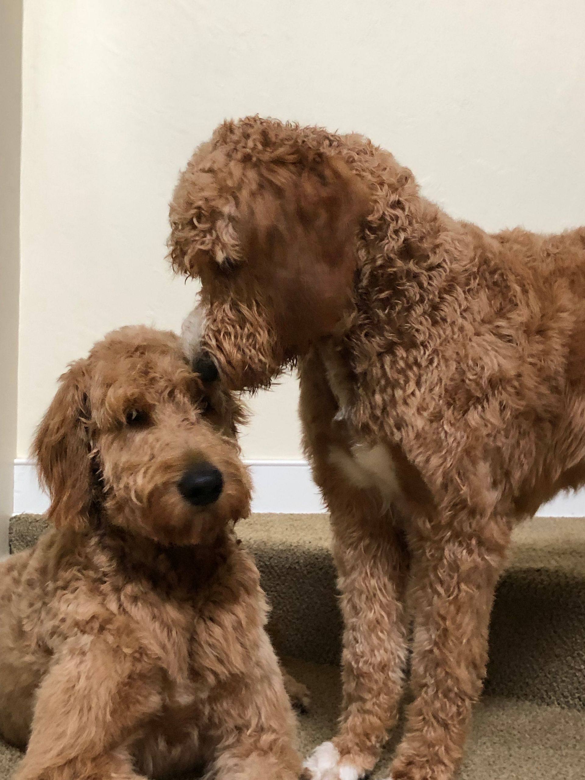 A veterinarian examines a dog with a stethoscope